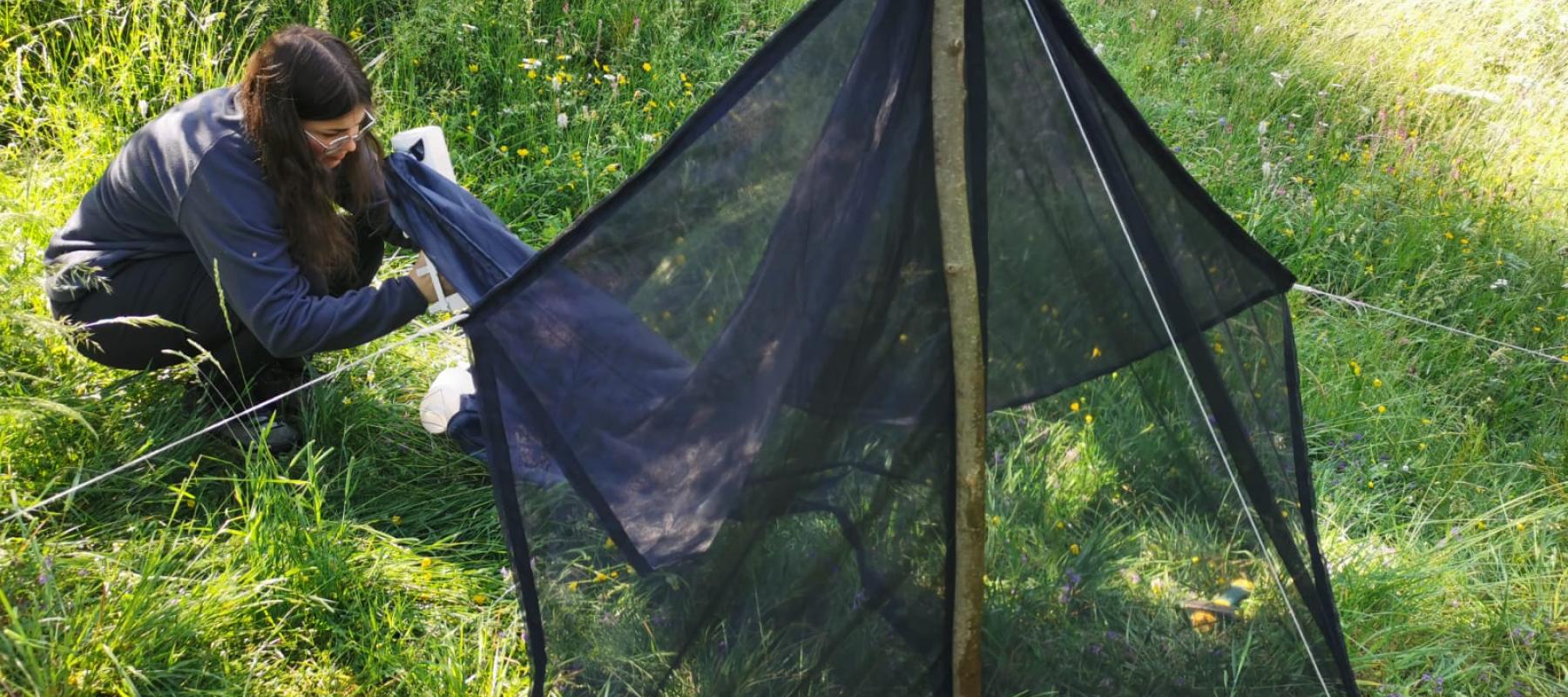 Installation d'une tente malaise sur le site Natura 2000 du Col d'Ornon en amont de l'évènement