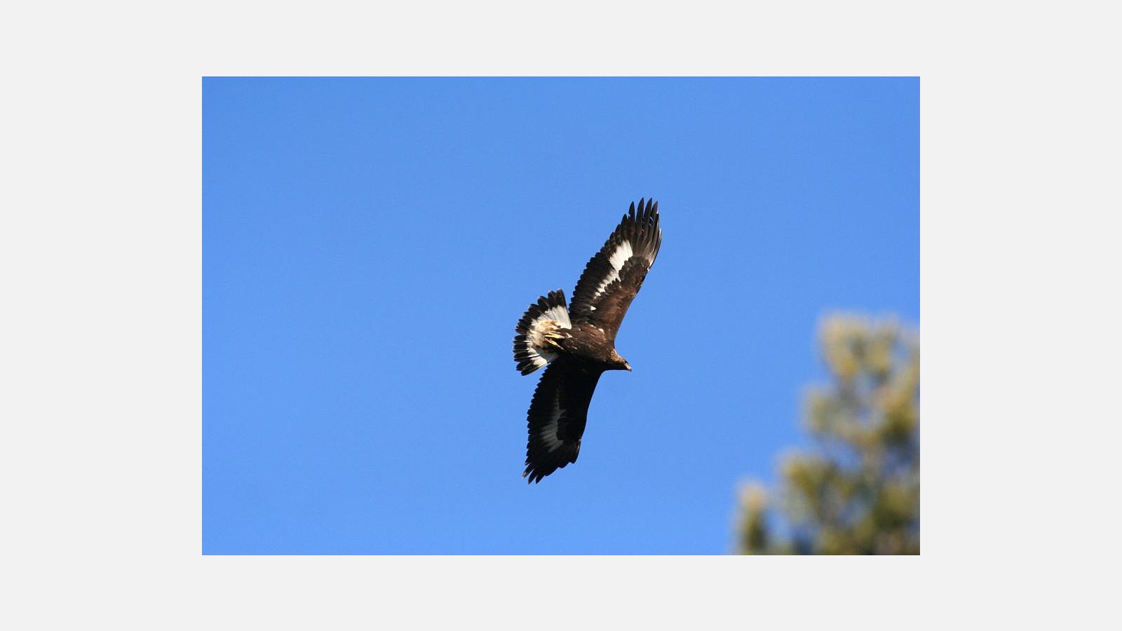 aigle_royal_couloumy.jpg
