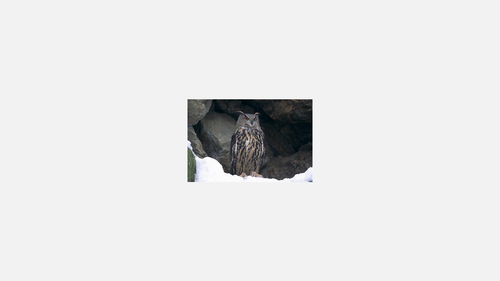 grandduc_chevalierrobert.jpg