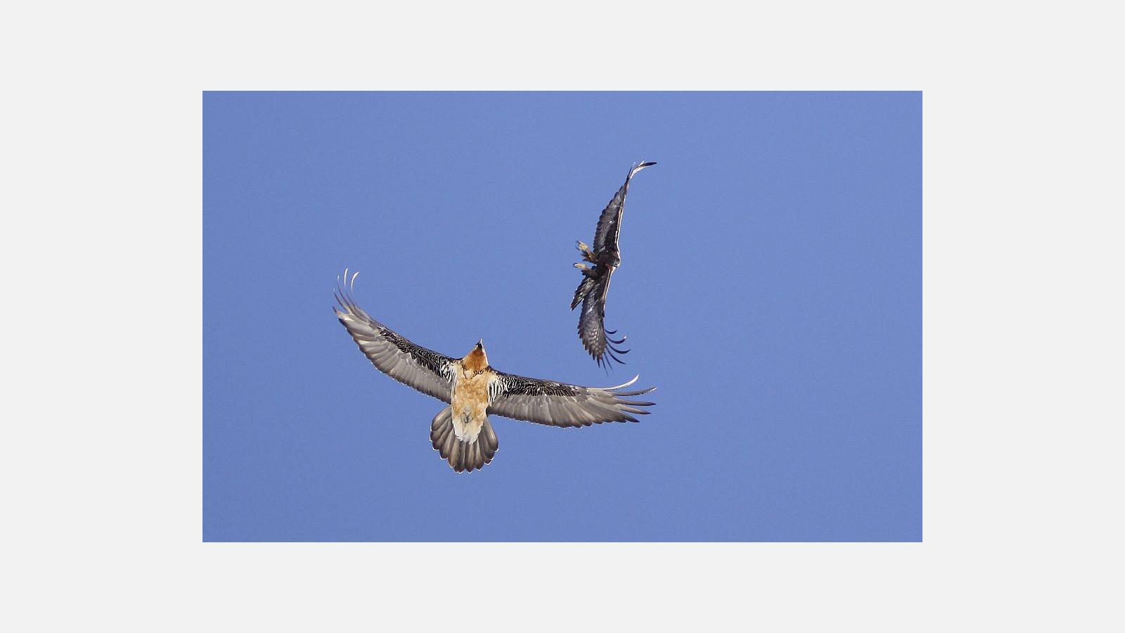 gypaete_aigle_coulomy.jpg